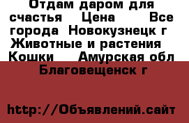 Отдам даром для счастья. › Цена ­ 1 - Все города, Новокузнецк г. Животные и растения » Кошки   . Амурская обл.,Благовещенск г.